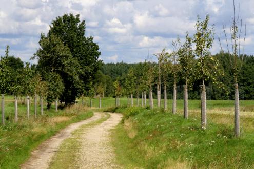 Birnbäume bei Brehmen