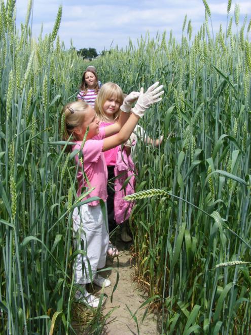 Kinder entfernen Fremdgetreide