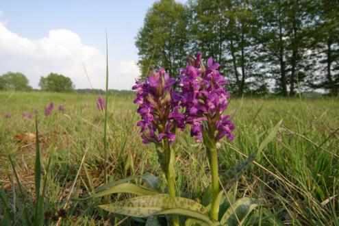 Breitblättrige Knabenkraut (Foto: Dirk Weis)